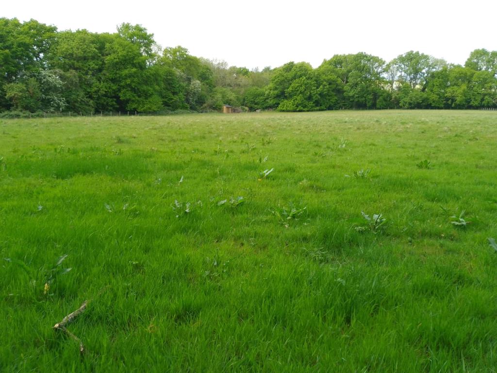 Lot: 65 - GRAZING LAND AND PART WOODLAND EXTENDING TO 5.5 ACRES - Sunny photo of grazing land in Sevenoaks